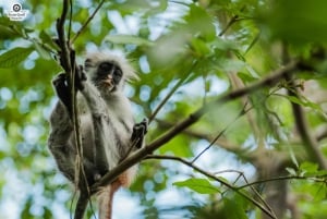 Zanzibar : Secret Beach, Kuza Cave and Jozani with transfer