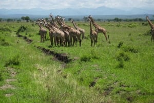 Vanuit Zanzibar: 3-daagse Nyerere wildsafari per vliegtuig