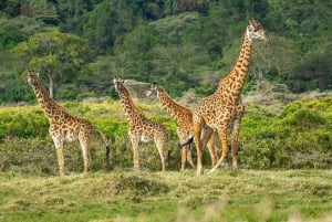 Vanuit Zanzibar: 3-daagse Nyerere wildsafari per vliegtuig