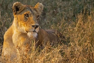 Vanuit Zanzibar: 3-daagse Nyerere wildsafari per vliegtuig