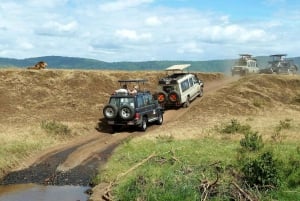 Vanuit Zanzibar: 3-daagse Nyerere wildsafari per vliegtuig