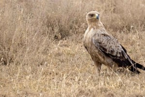 Safari de un día en la reserva natural de Selous con vuelo: desde Zanzíbar