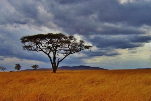 Safari de un día en la reserva natural de Selous con vuelo: desde Zanzíbar