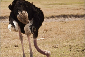 Safari de un día en la reserva natural de Selous con vuelo: desde Zanzíbar