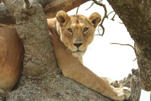 Safari de un día en la reserva natural de Selous con vuelo: desde Zanzíbar