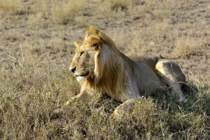 Safari de un día en la reserva natural de Selous con vuelo: desde Zanzíbar