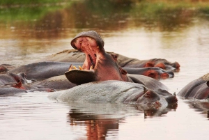 Safari de un día en la reserva natural de Selous con vuelo: desde Zanzíbar