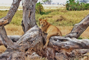 Safari de un día en la reserva natural de Selous con vuelo: desde Zanzíbar