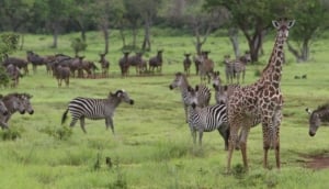 Selous Game Reserve