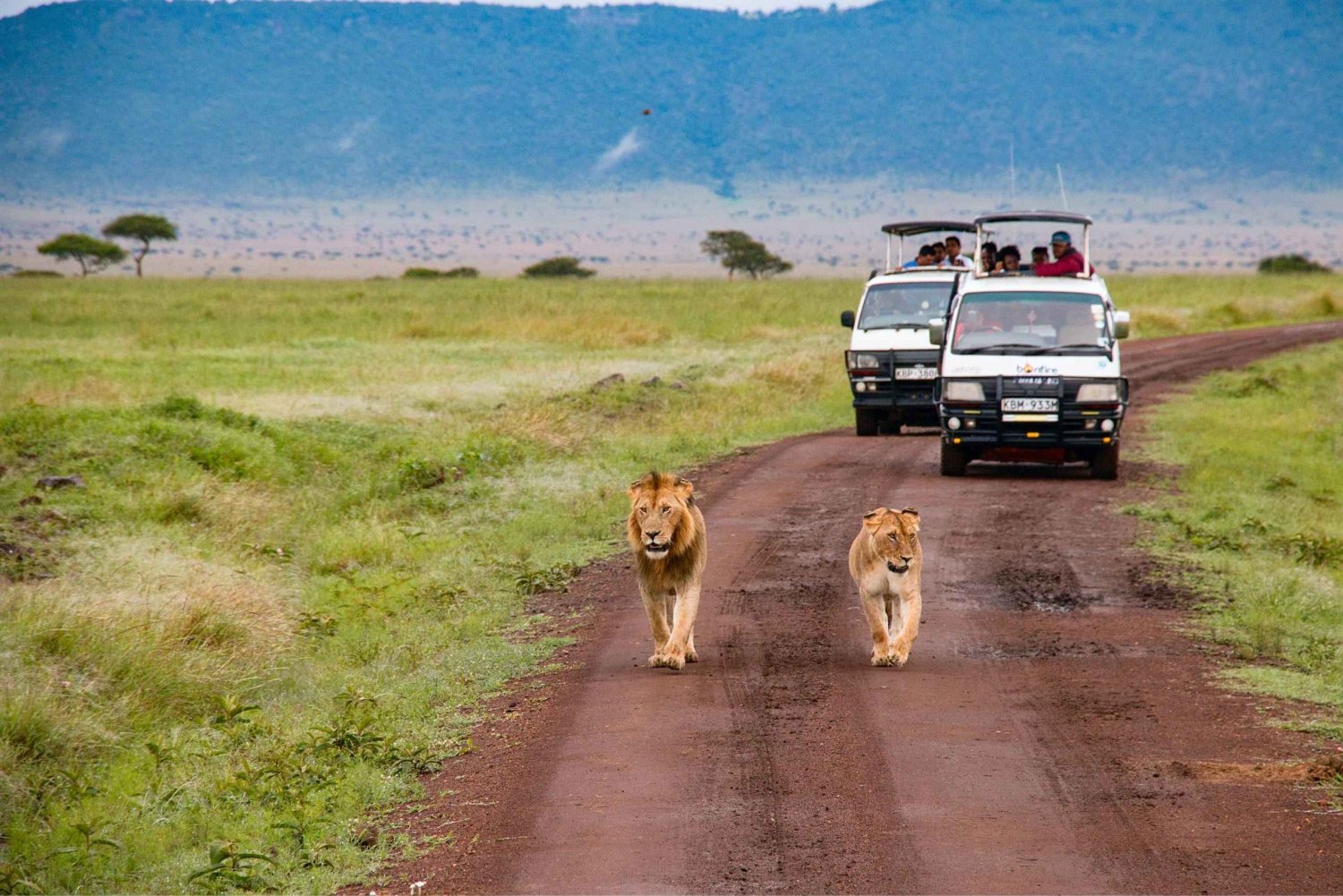 Serengeti: 1-tägige Safari in einer Gruppe