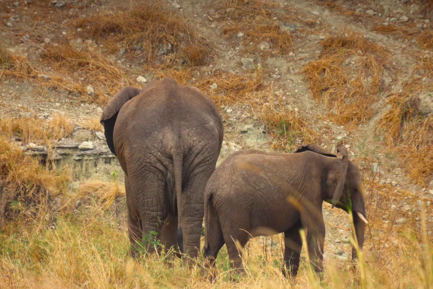SERENGETI: 2-dagers fly-in safari til Serengeti og Ngorongoro