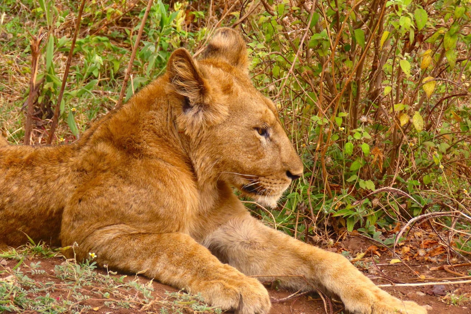 SERENGETI: 2-dagers fly-in safari til Serengeti og Ngorongoro