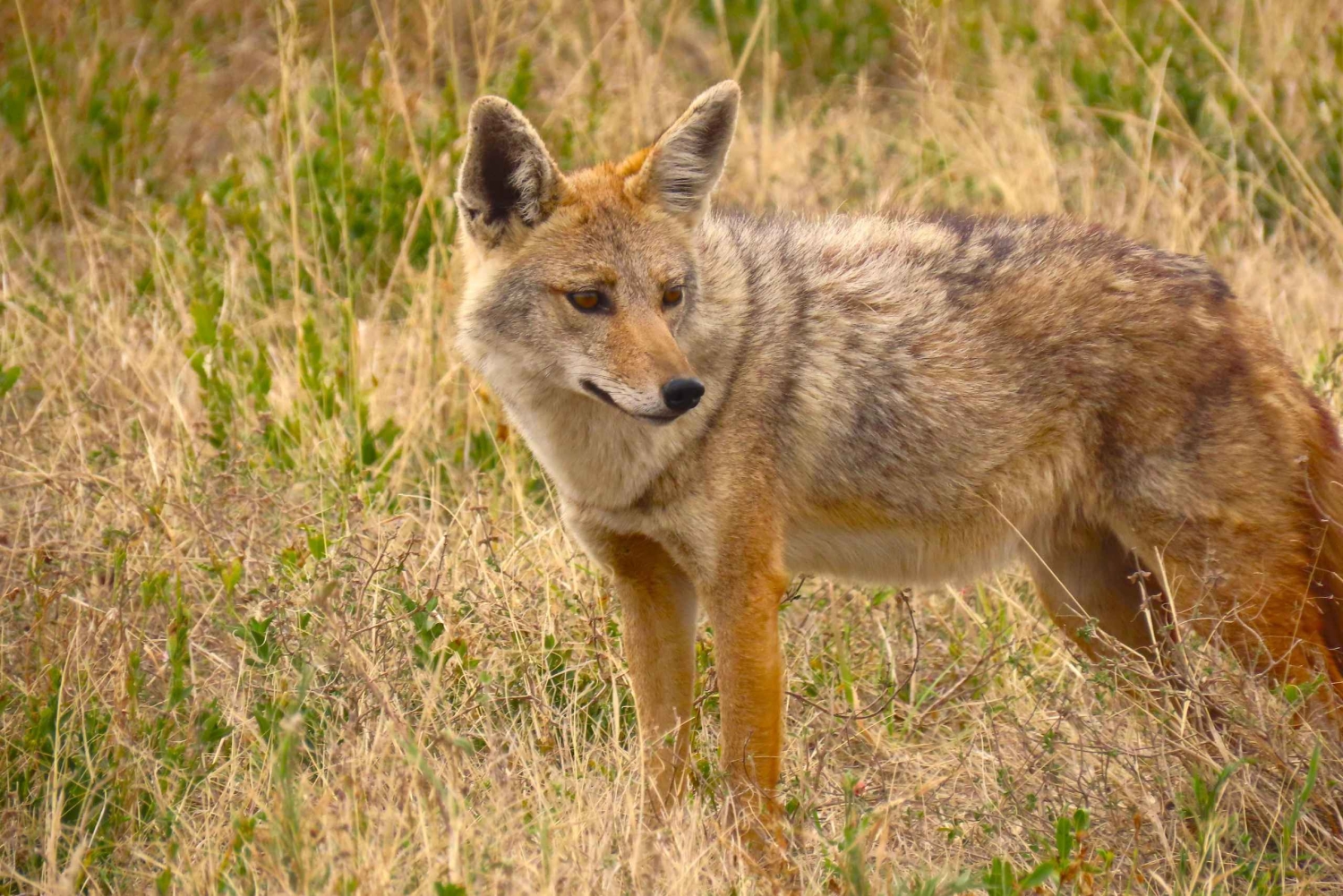 SERENGETI: 2-dagers fly-in safari til Serengeti og Ngorongoro