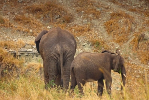 SERENGETI: 2-dages fly-in safari til Serengeti og Ngorongoro