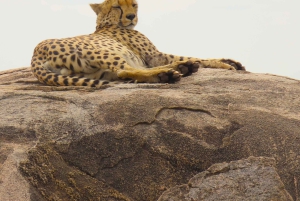 SERENGETI: 2-dages fly-in safari til Serengeti og Ngorongoro