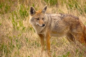 SERENGETI: 2-dages fly-in safari til Serengeti og Ngorongoro