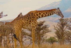 SERENGETI: 2-dages fly-in safari til Serengeti og Ngorongoro