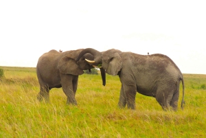 SERENGETI: 2-dages fly-in safari til Serengeti og Ngorongoro