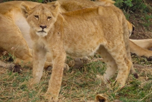 SERENGETI: 2-dagers fly-in safari til Serengeti og Ngorongoro