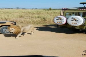 Serengeti : 3 jours de safari en camping en groupe mixte