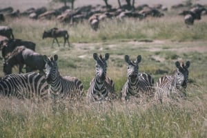 Serengeti: Safari de acampada de 3 días en Grupo Mixto