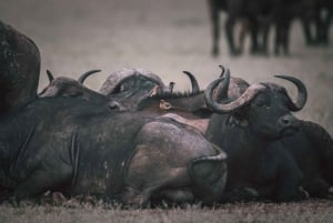 Serengeti: 3 daagse kampeersafari met gezamenlijke groep