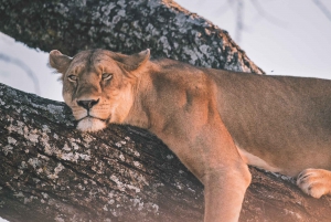 Serengeti: Safari in campeggio di 3 giorni in gruppo misto