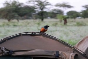 Serengeti: 3 daagse kampeersafari met gezamenlijke groep