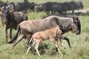 Serengeti: 3-Day Migration Safari with Hot Air Balloon Ride