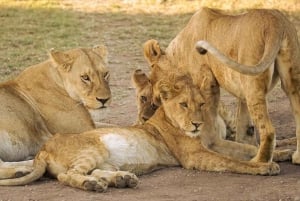 Serengeti: 3-Day Migration Safari with Hot Air Balloon Ride