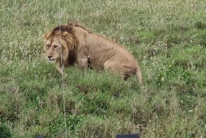 Serengeti: 3-Day Migration Safari with Hot Air Balloon Ride