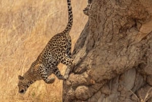 Serengeti: 3-Day Migration Safari with Hot Air Balloon Ride