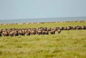 Serengeti: 3-dniowe safari w Serengeti i Ngorongoro z grupowym kempingiem