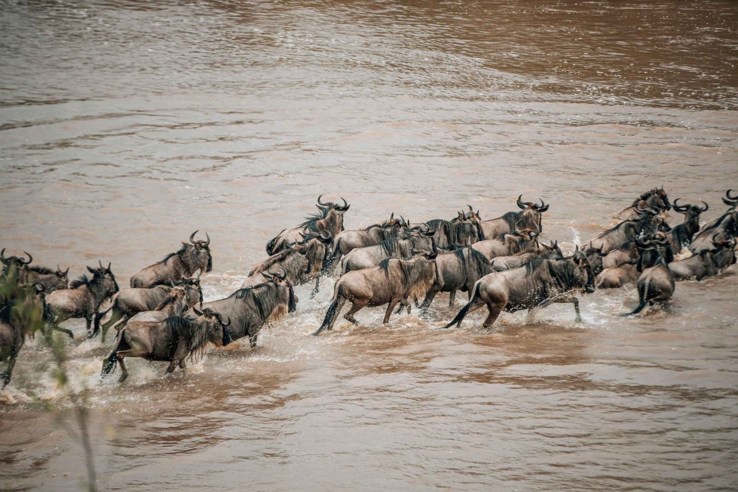 Serengeti: safari de 8 días para ver la gran migración de los ñus