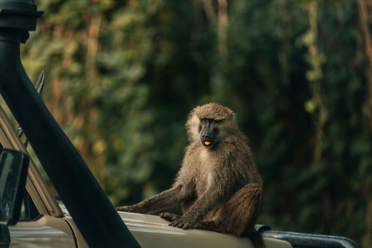 Serengeti: safari de 8 días para ver la gran migración de los ñus