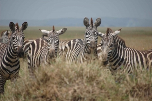 Serengeti and Ngorongoro: 2-Night 3-Day Camping Safari