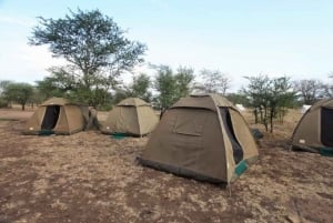 Serengeti og Ngorongoro: 2-netters 3-dagers campingsafari