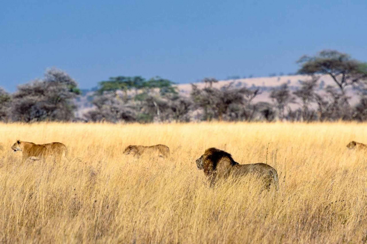 Serengetin ja Ngorongoron monipäiväinen leirintäsafari