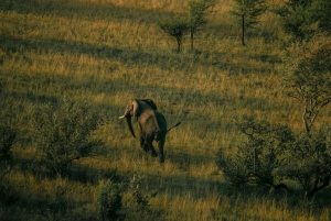 Serengeti: Ilmapallosafari ja bosaamiainen