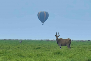 Serengeti: safári de balão e café da manhã no mato