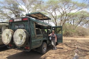 Serengeti Day Trip Safari från Mwanza