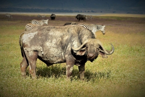 Serengeti-Tagesausflugssafari von Mwanza