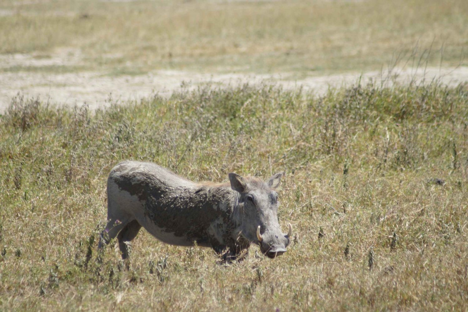 Serengeti Explorer: 6days private safari with game viewing.