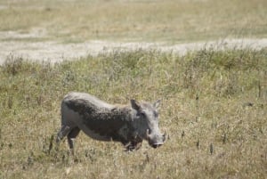 Serengeti Explorer: 6-dniowe prywatne safari z oglądaniem zwierzyny.