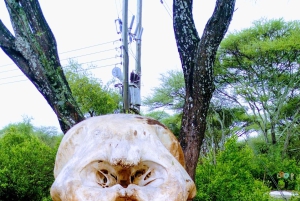 Serengeti Explorer: 6-dniowe prywatne safari z oglądaniem zwierzyny.