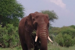 Serengeti Explorer: 6-dniowe prywatne safari z oglądaniem zwierzyny.
