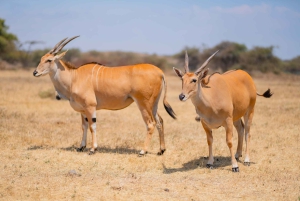 Serengeti Explorer: 6-dniowe prywatne safari z oglądaniem zwierzyny.