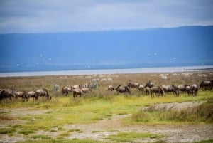 Serengeti Explorer: 6-dniowe prywatne safari z oglądaniem zwierzyny.