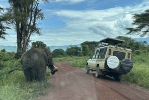 Serengeti : safari de 4 jours et 3 nuits avec transfert en avion