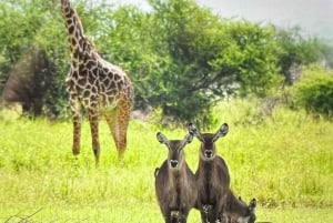 Serengeti : safari de 4 jours et 3 nuits avec transfert en avion